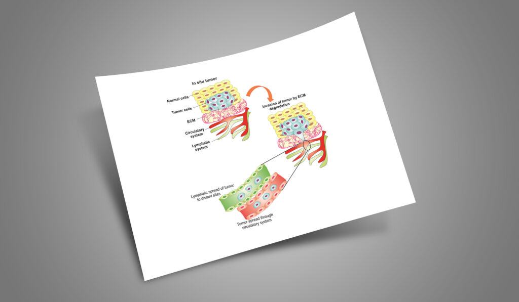 Scientific Illustrations